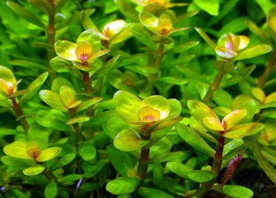 Indian rotala